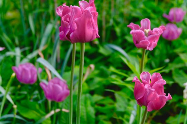 Close-Up Of Pink Flowers