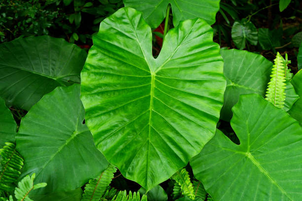 istock Beautiful Tropical Green Leaves 1170864287