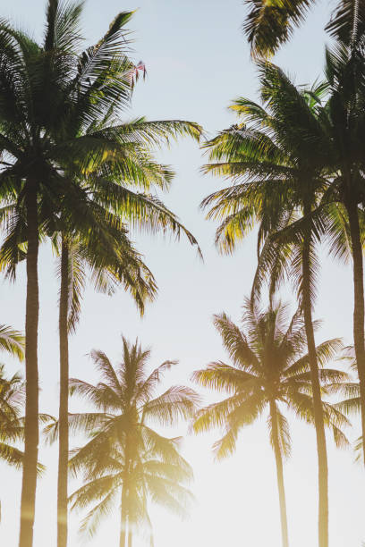 istock Beautiful tropical sunset with palm trees 1170864369