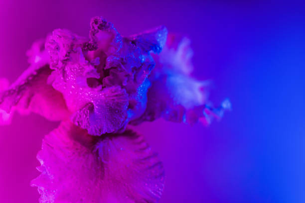 istock Vivid neon colored iris flower bud 1170864598
