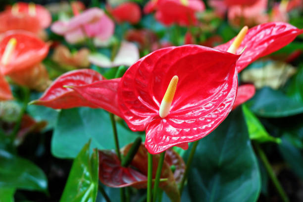 Beautiful Red Anthurium Flowers Closeup Photo of Red Anthurium Flowers Blooming in the Garden anthurium stock pictures, royalty-free photos & images