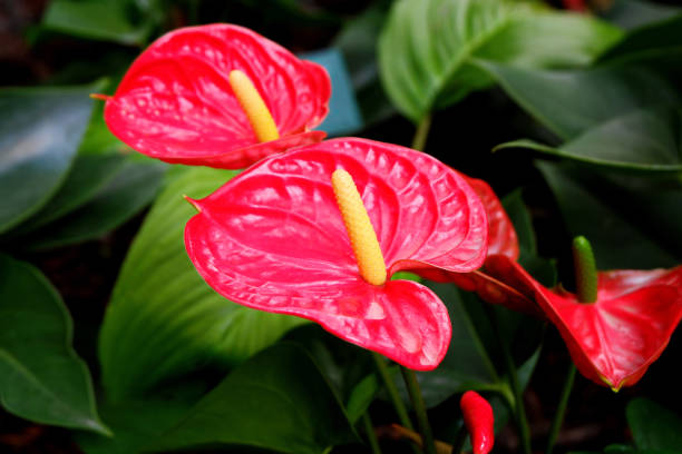 istock Beautiful Red Anthurium Flowers 1170864849