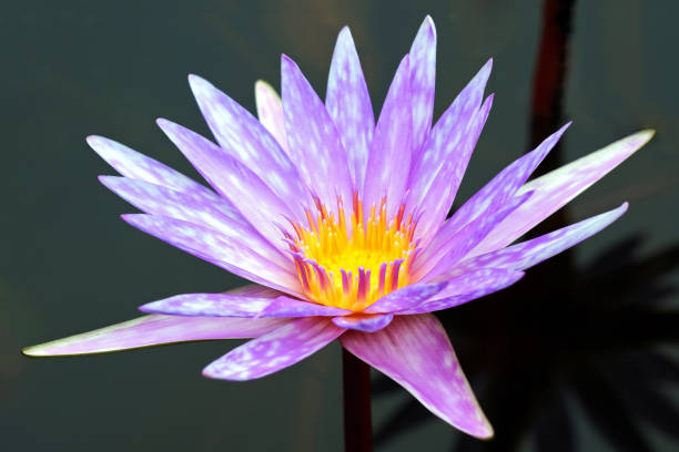 istock Beautiful Purple Waterlily Flower 1170865909
