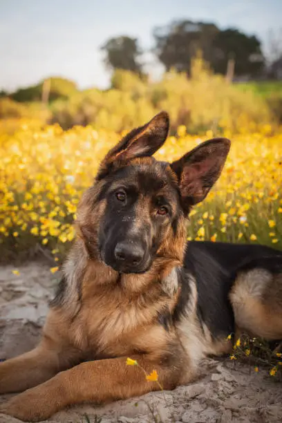 young female german shephard with floppy ear and head to one side lying down between yellow daisies