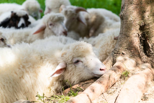 Flock of sheep lying in a green meadow Cute clean fluffy lambs lie in the meadow and relax in the summer meek as a lamb stock pictures, royalty-free photos & images
