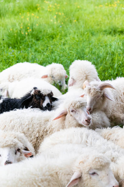 Farm for collecting wool for production. Flock of sheep lying in a green meadow Cute clean fluffy lambs lie in the meadow and relax in the summer meek as a lamb stock pictures, royalty-free photos & images