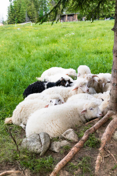 Farm for collecting wool for production. Flock of sheep lying in a green meadow Raised livestock. Farm for collecting wool for production. Flock of sheep lying in a green meadow meek as a lamb stock pictures, royalty-free photos & images
