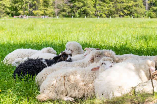 Raised livestock. Flock of sheep lying in a green meadow Raised livestock. Farm for collecting wool for production. Flock of sheep lying in a green meadow meek as a lamb stock pictures, royalty-free photos & images