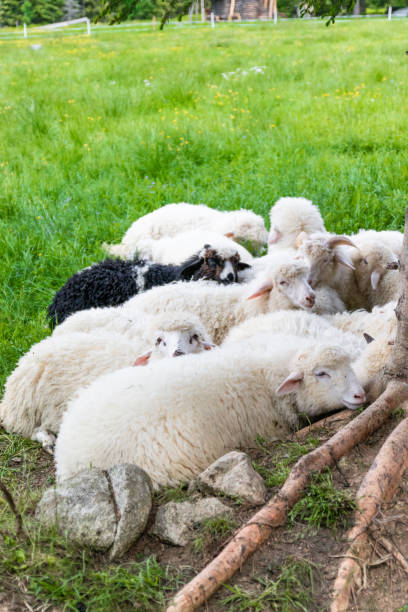 Raised livestock. Flock of sheep lying in a green meadow Raised livestock. Farm for collecting wool for production. Flock of sheep lying in a green meadow meek as a lamb stock pictures, royalty-free photos & images