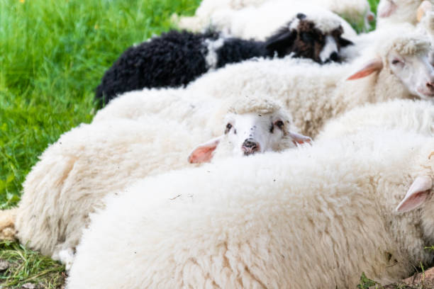 Raised livestock. Farm for collecting wool for production. Flock of sheep lying in a green meadow Farm for collecting wool for production. Flock of sheep lying in a green meadow meek as a lamb stock pictures, royalty-free photos & images
