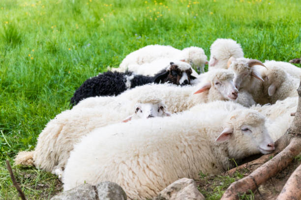 Raised livestock. Farm for collecting wool for production. Flock of sheep lying in a green meadow Flock of sheep lying in a green meadow. Raised livestock. Farm for collecting wool for production. Flock of sheep lying in a green meadow meek as a lamb stock pictures, royalty-free photos & images