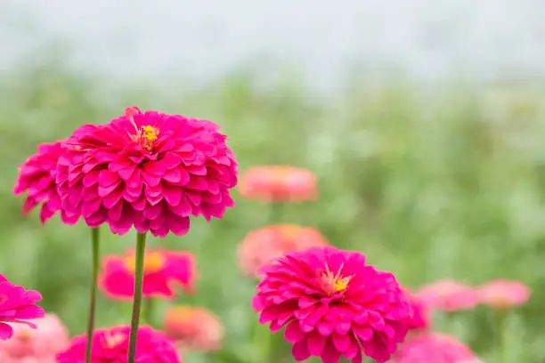 pink zinnia flower in garden