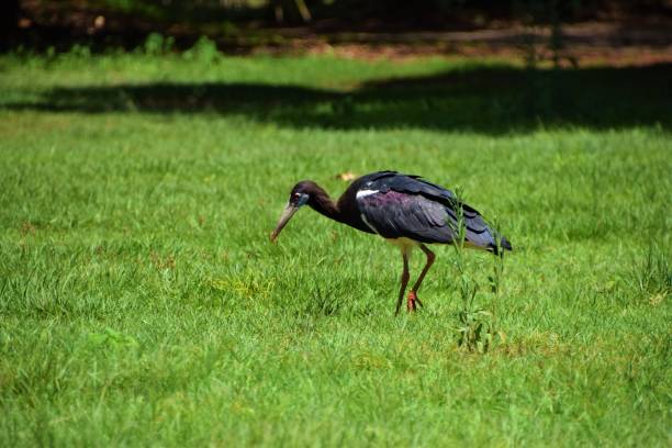 istock Black stork in African savannah 1170868565