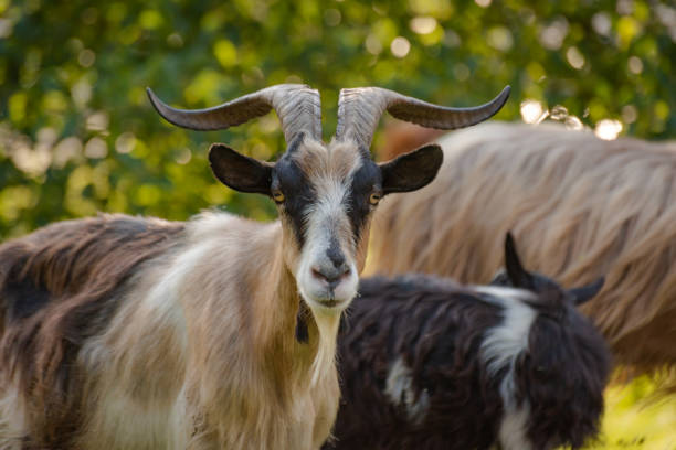 istock Domestic goats in nature 1170870636