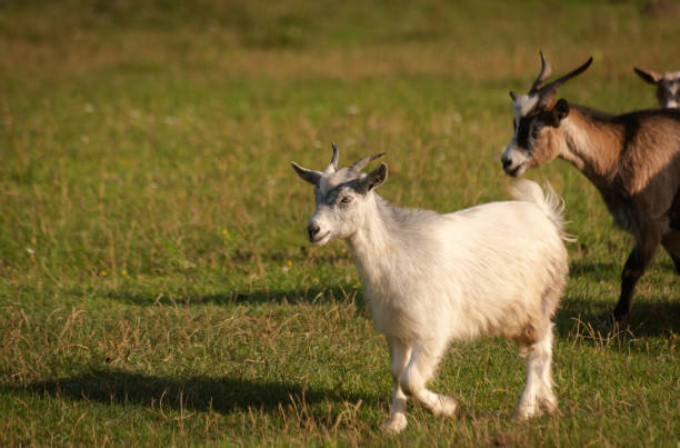 istock Domestic goats in nature 1170870654