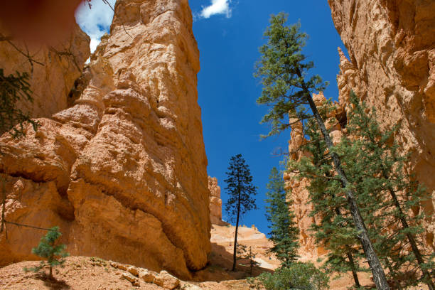 istock Bryce Canyon National Park - Utah - USA 1170872482