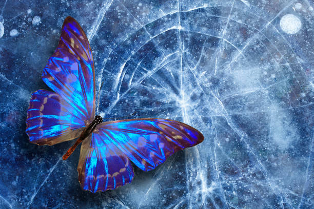 istock beautiful tropical butterfly sits on the ice with cracks. template for design. 1170873471
