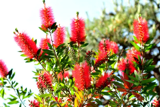 Callistemon belongs to the family of Myrtaceae and commonly called bottlebrush because of its cylindrical, brush like flowers, which resemble a traditional bottle brushes. The obvious parts of the flower masses are stamens, with the pollen at the top of the filament. The color of the flowers is mostly red, but it varies with species, including white, yellow and orange. The blooming time is May and June.