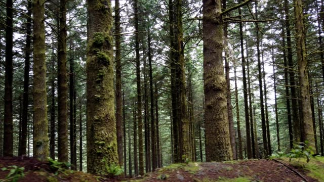 Slow motion pan of pine tree forest on the woods