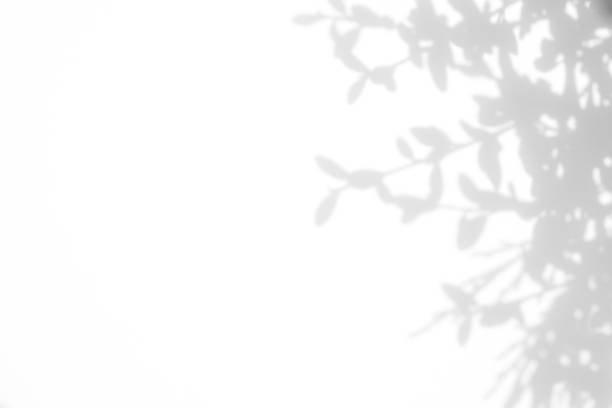 istock gray shadow of the leaves on a white wall 1170874301