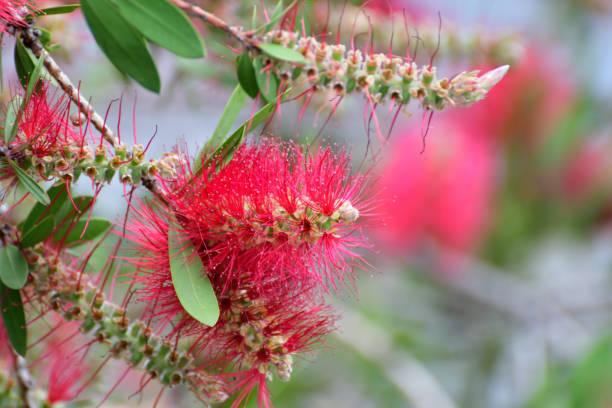 istock Bottlebrush Flowers / Callistemon 1170874634