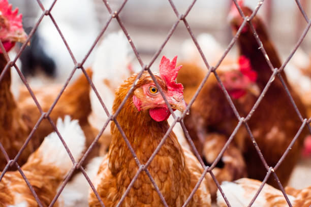 istock Chickens on traditional free range poultry farm 1170875845