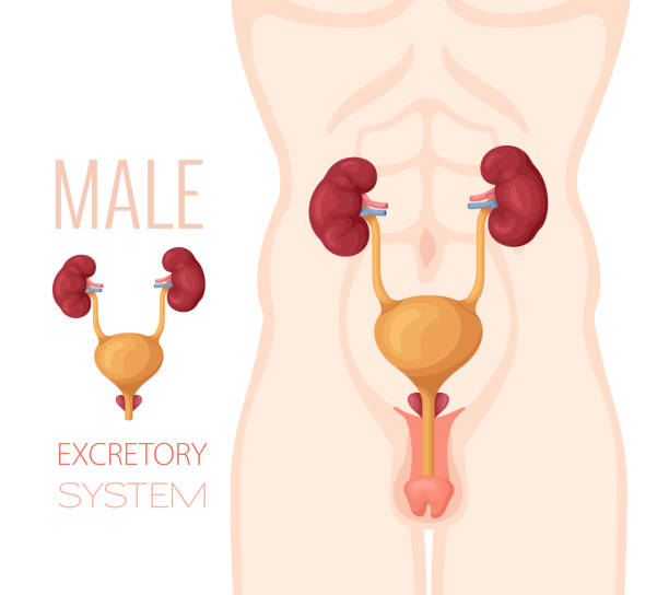 illustrazioni stock, clip art, cartoni animati e icone di tendenza di anatomia del sistema escretore. corpo maschile. - renal vein