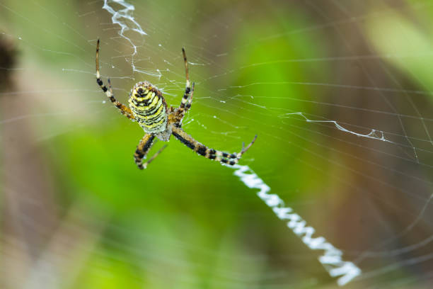 istock Close up of a spider in nature. 1170889917