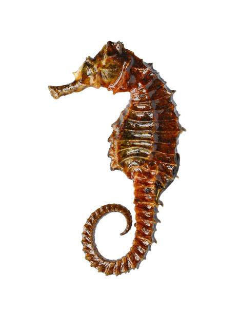 istock Dried sea horse 1170890917