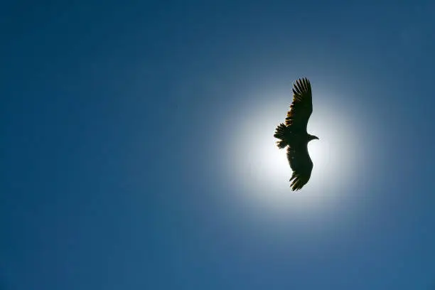 condor  flying in the sky with sun in background