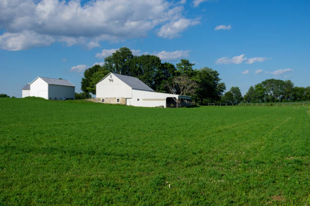 istock Green Field of Alfalfa 1170894837