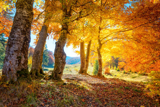 istock Sunny autumn forest  landscape with big golden trees 1170896237