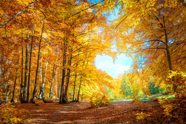herz des herbstes - gelbe orangenbäume im wald mit herzform, sonniges wetter, guter tag - trees in fall stock-fotos und bilder