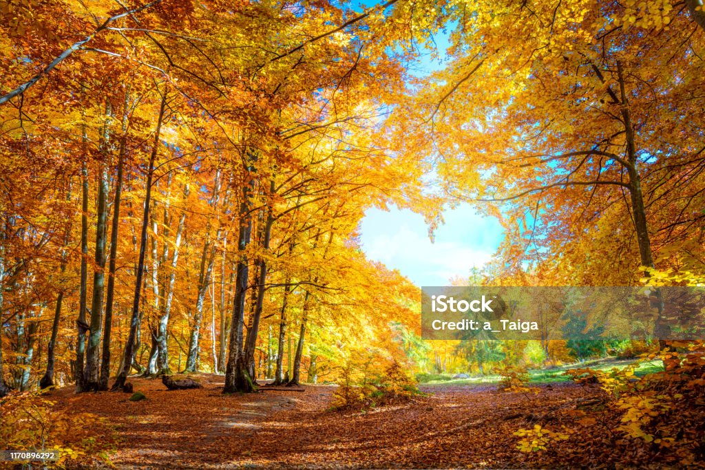 Corazón de otoño - naranjos amarillos en el bosque con forma de corazón, tiempo soleado, buen día - Foto de stock de Otoño libre de derechos