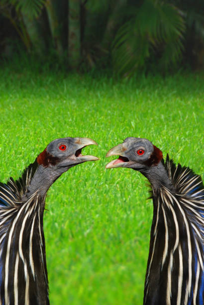Part of two vulturine guineafowl standing opposite to each otherand making calls.