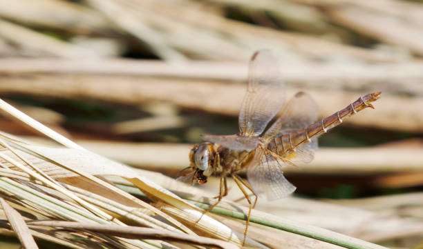 istock Scarlet Darter Dragonfly (Crocothemis erythraea) Female 1170896992
