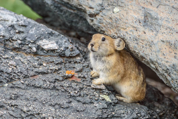 istock pika stones rodent 1170897036