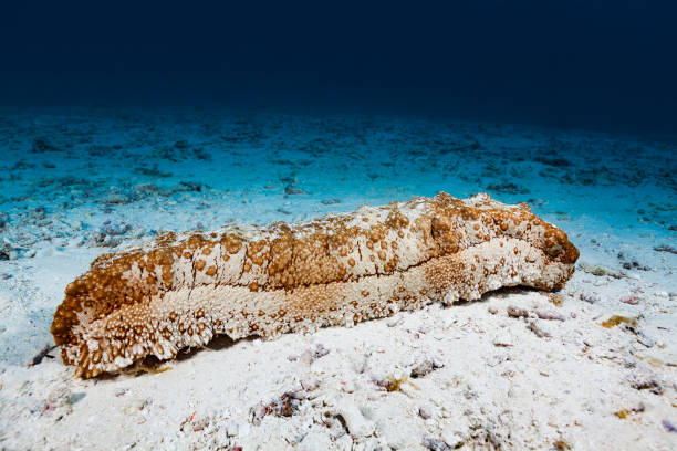 Royal Sea Cucumber Thelenota anax on Sandy Ocean Floor, German Channel, Palau, Micronesia stock photo
