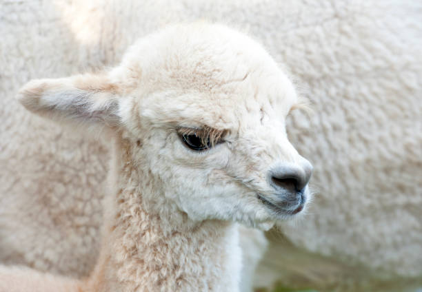 This Alpaca calf nestles against its mother's side. Alpacas originate from the Altiplano in west-central South America, spanning the borders of Peru, Chile and Bolivia. Alpacas are closely related to the llama and the four species are found mainly in Peru in the Andes, with smaller numbers in Chile and Bolivia.