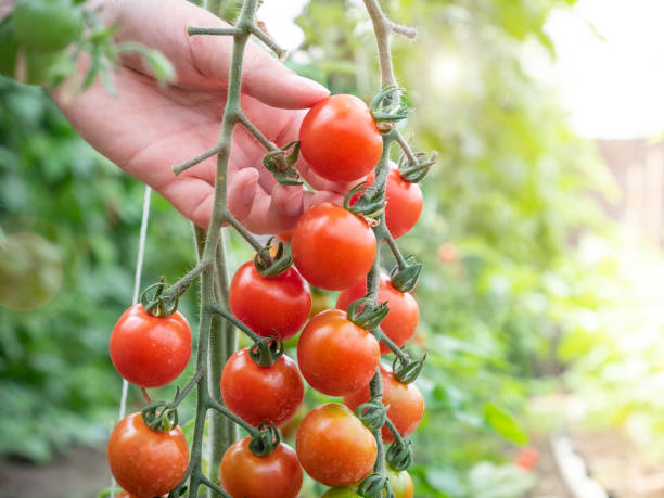 istock Female hands picking fresh tomatoes 1170900197