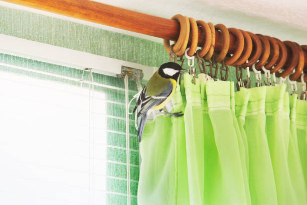 istock Parus major. Bird in the house 1170900958