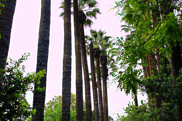 istock Palm Trees in the National Garden 1170901274
