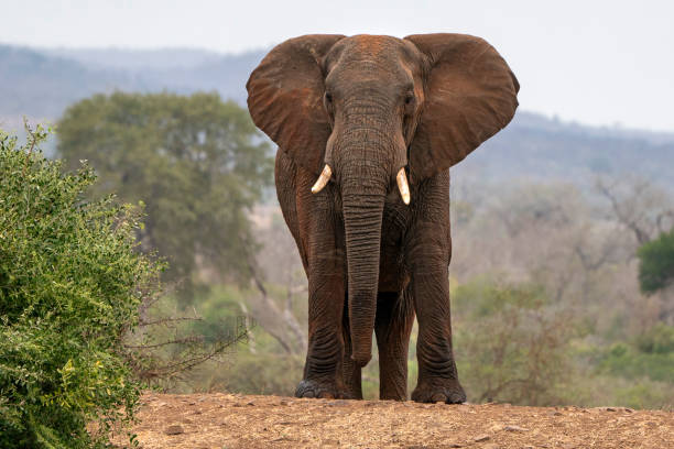 istock big elephant in kruger park south africa 1170901863