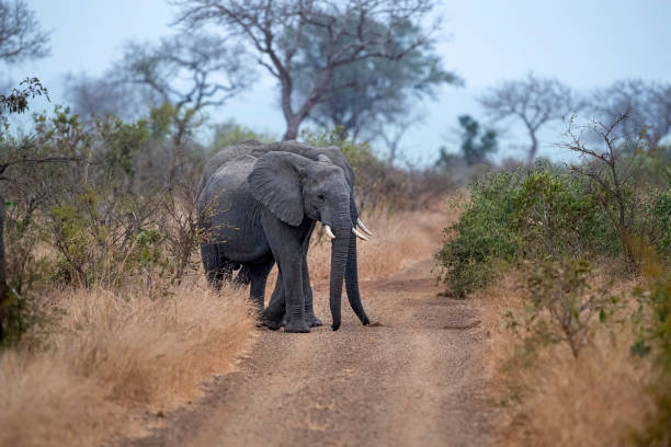 istock big elephant in kruger park south africa 1170901872