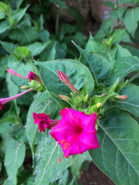 istock Flowers in the garden 1170901891