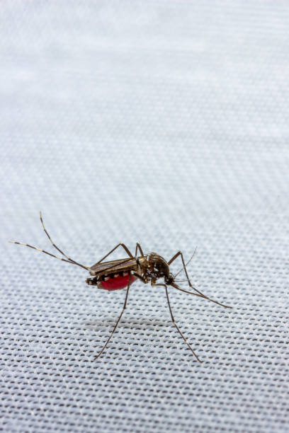 istock mosquito drunk blood cleans paws close-up with copy space 1170902075