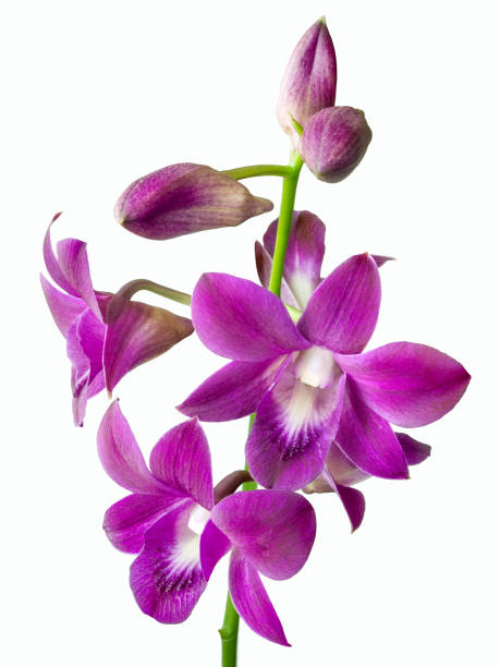 istock a scarlet orchid flower isolated on white background 1170902577