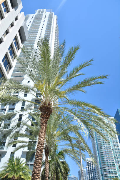 istock Miami Downtown skyscraper buildings, palm tree. 1170904185