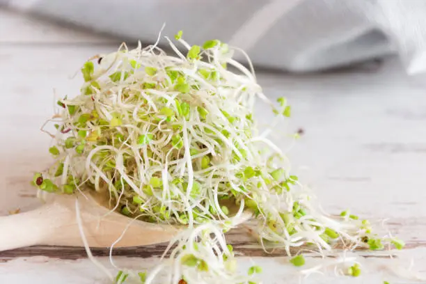 Mix of various sprouts on wooden background. Sprouted seeds. Healthy eating concept.