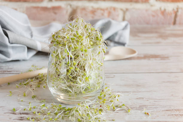 Mix of various sprouts on wooden background Mix of various sprouts on wooden background. Sprouted seeds. Healthy eating concept. grain sprout stock pictures, royalty-free photos & images